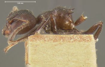 Media type: image; Entomology 20820   Aspect: habitus lateral view